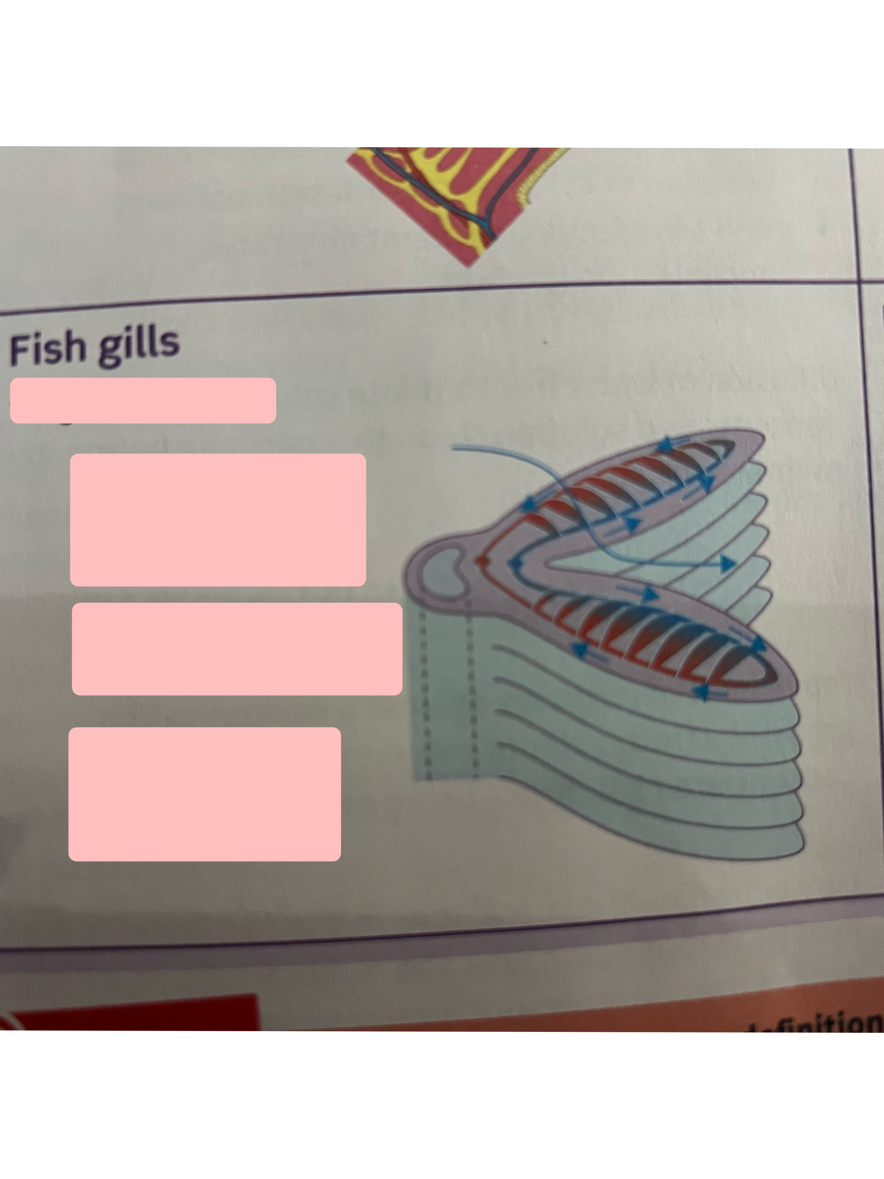 <p>Label exchange surface and adaptations</p>
