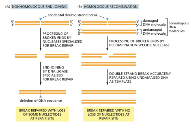 <ul><li><p>DOUBLE-STRANDED BREAKS ARE DANGEROUS BECAUSE THEY CAN LEAD TO CHROMOSOMAL FRAGMENTATION AND REARRANGEMENTS</p></li><li><p>THE CELL HAS TWO REPAIR OPTIONS:</p><ol><li><p>NON-HOMOLOGOUS END JOINING REPAIRS BROKEN ENDS AND REJOINS THEM BY LIGATION</p></li><li><p>HOMOLOGOUS RECOMBINATION</p></li></ol></li></ul><p></p>