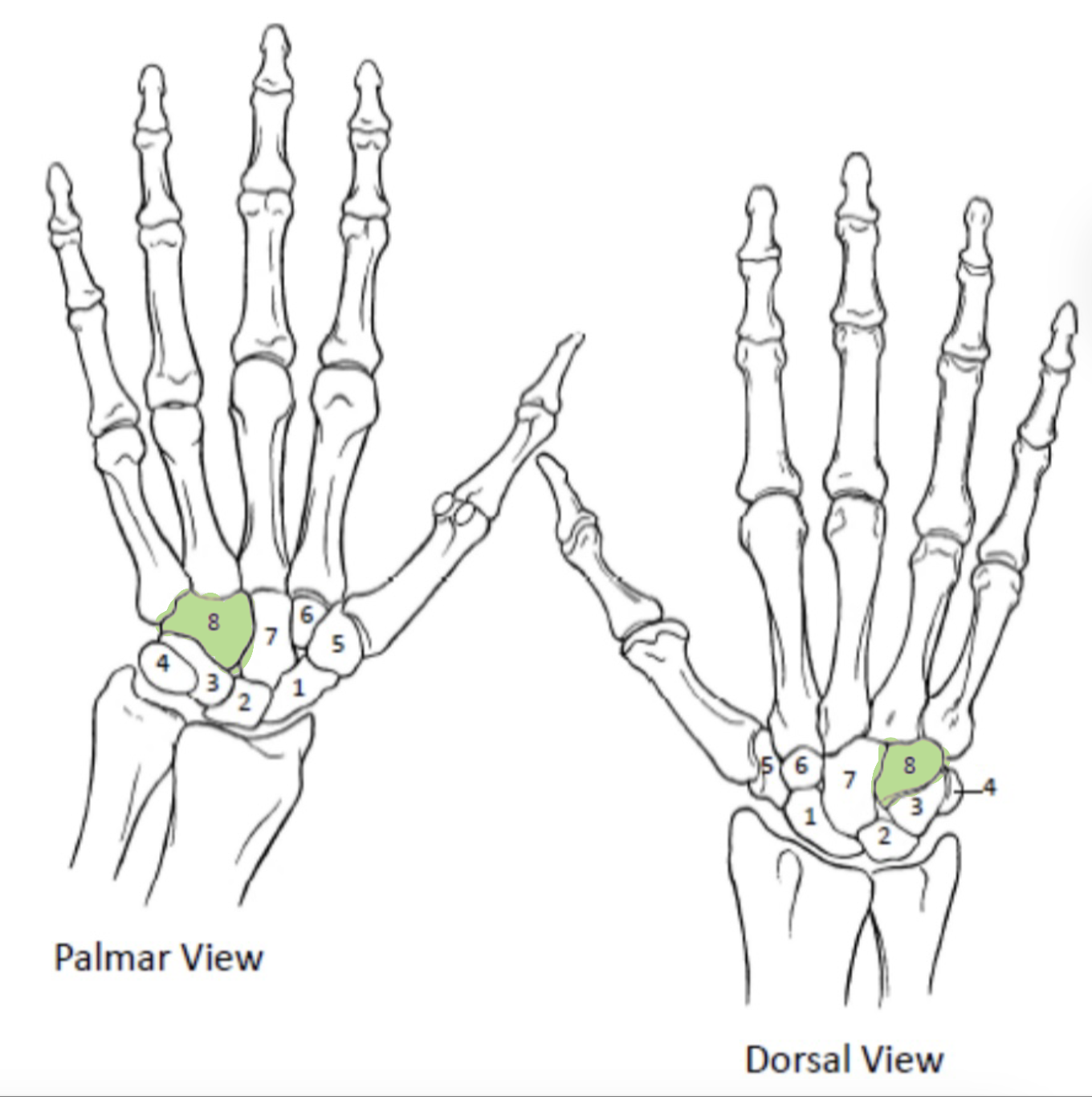 <p>Which Carpal Bones from the distal row are shown(8)?</p>