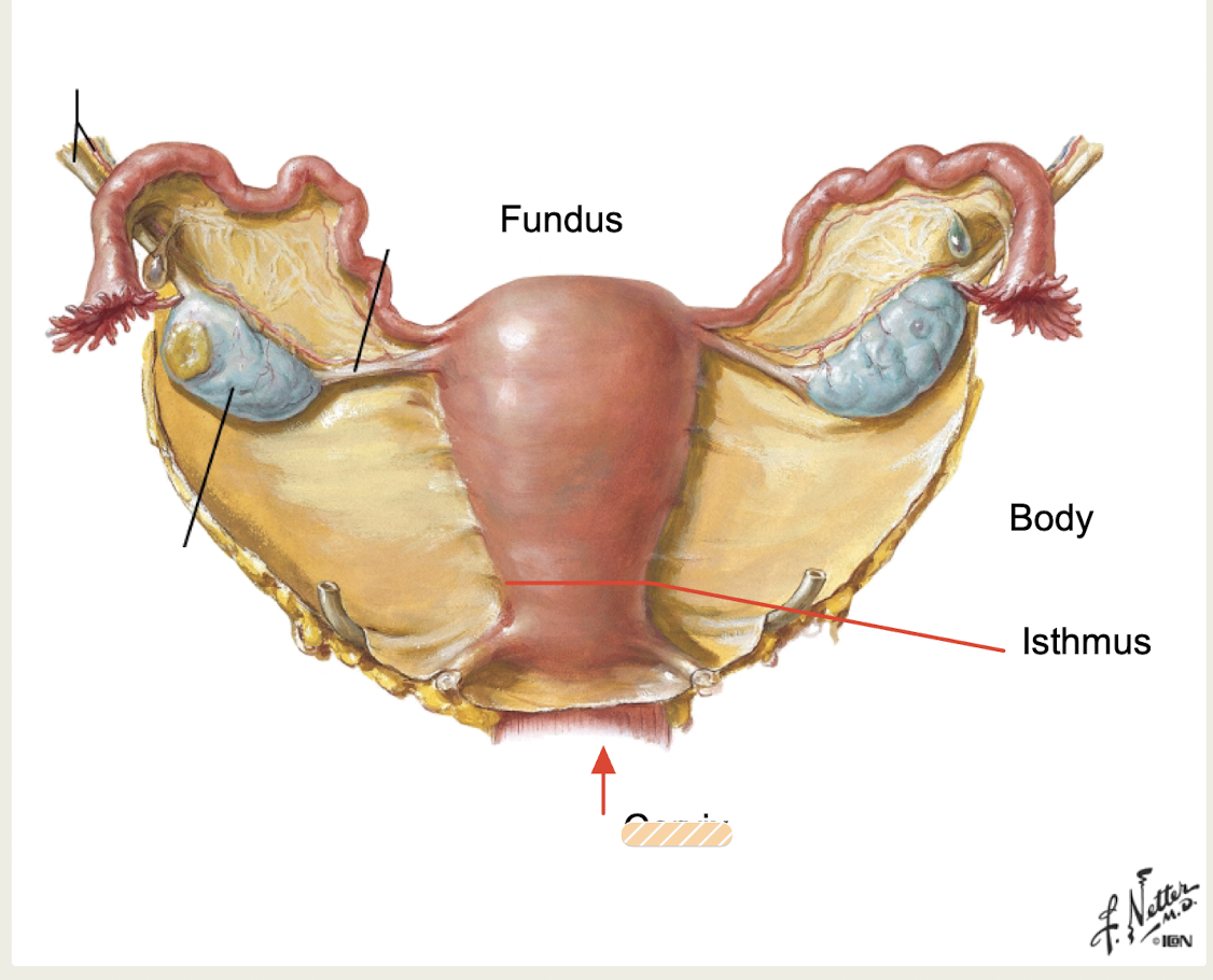 <p>narrow neck of uterus, projects into vagina</p>