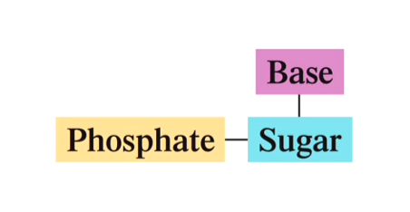 <p>A molecule with three subunits: sugar that is bonded to both a phosphate group and a heterocyclic base </p>