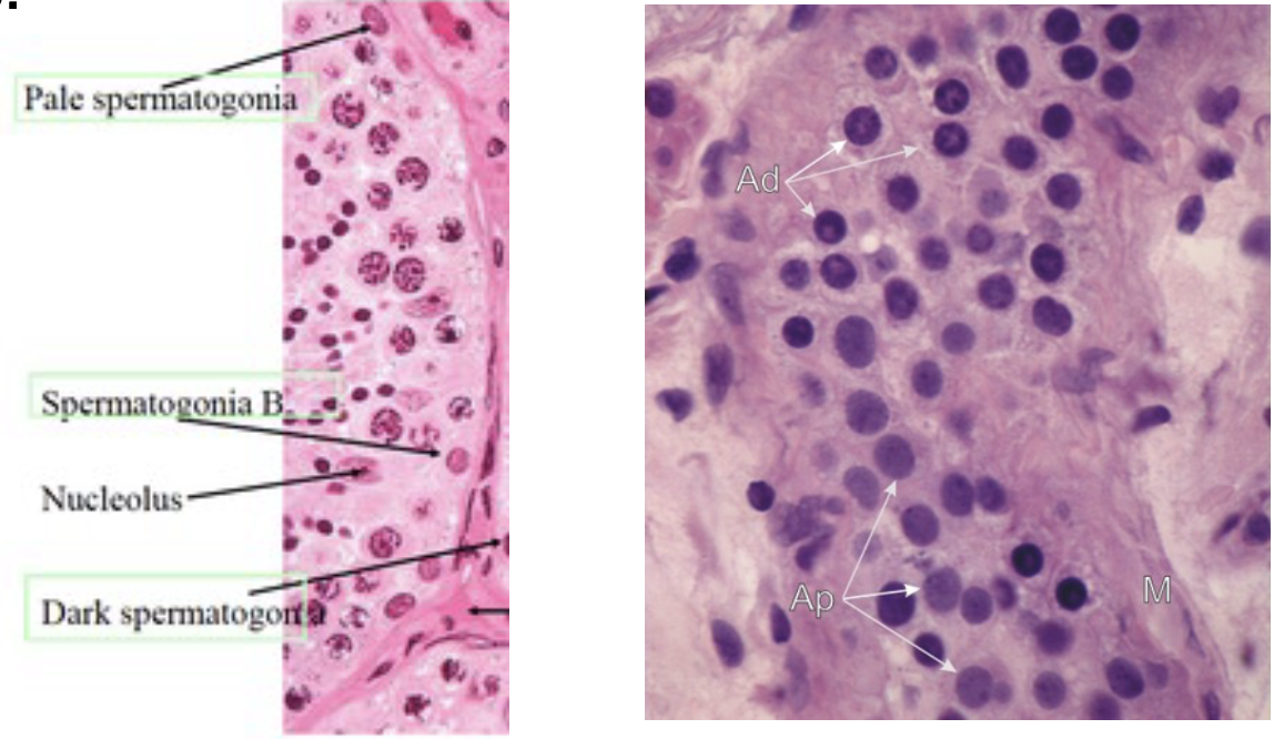 * Type A(d) cells, with dark nuclei. These cells replicate to \n ensure a constant supply of spermatogonia
* Type A(p) cells, with pale nuclei. These cells divide by mitosis to produce Type B cells.
* Type B cells, which divide to give rise to primary \n spermatocytes.