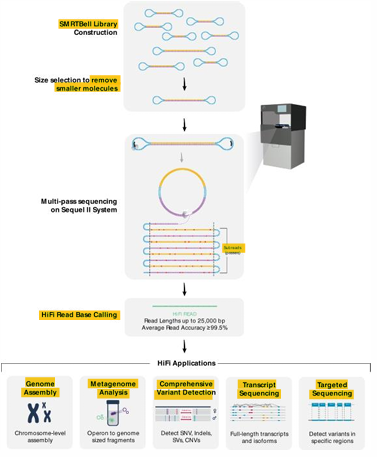 <ol><li><p>Library construction = follows strand displacement amplification (rolling circle) </p></li><li><p>Sequencing = fluorescently labeled base (P) —&gt; light emission </p></li><li><p>Data Analysis = assemble the reads </p></li></ol><p></p>
