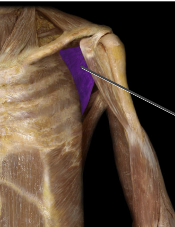 <p>Insertion of subscapularis</p>