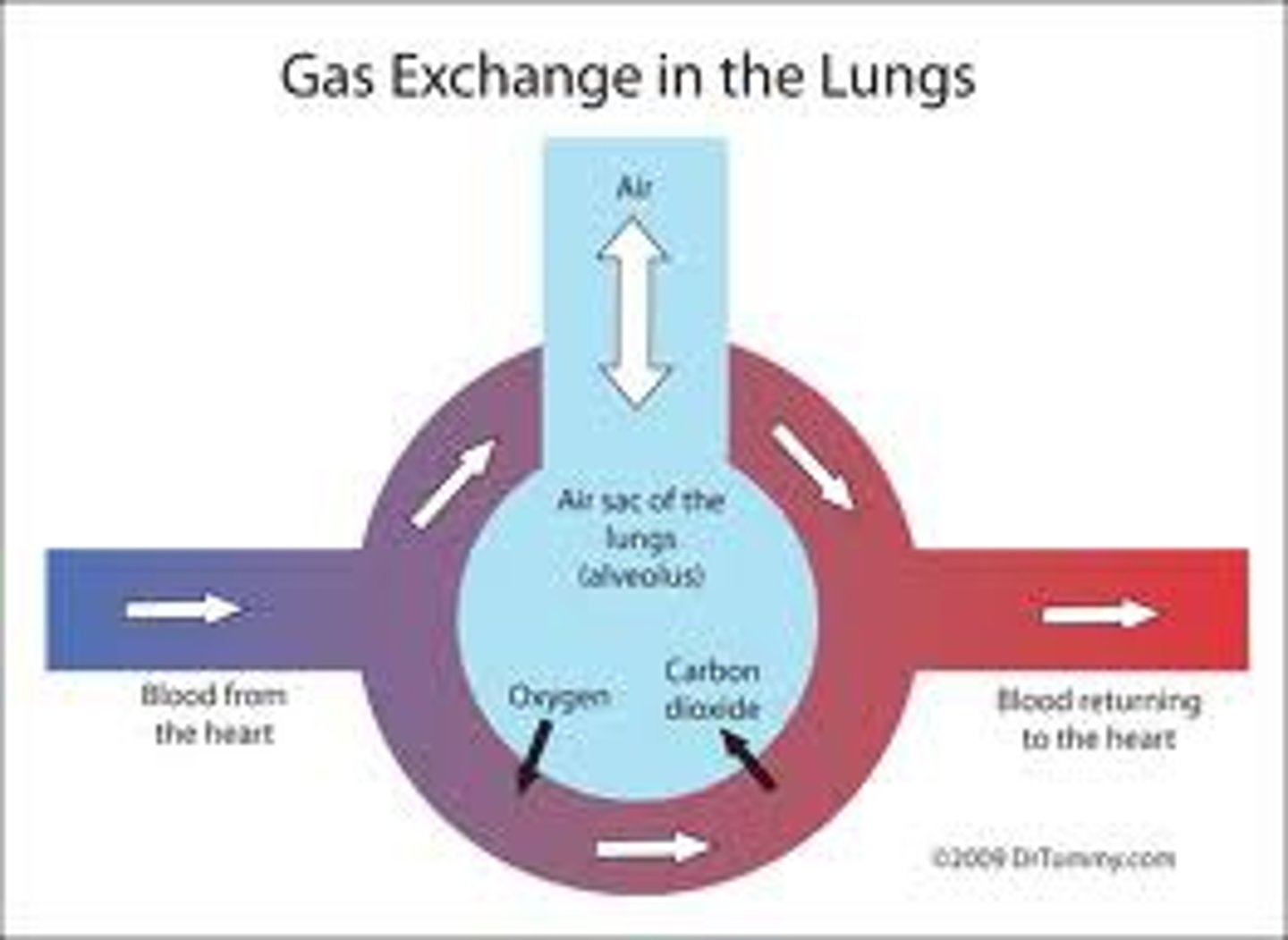 <p>the process of obtaining oxygen from the environment and releasing carbon dioxide</p>