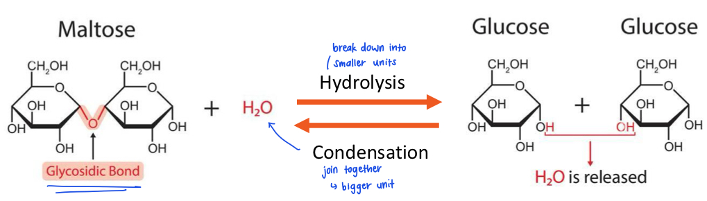 <p>two glucose units joins together to form a bigger unit (forms glycosidic bond)</p>