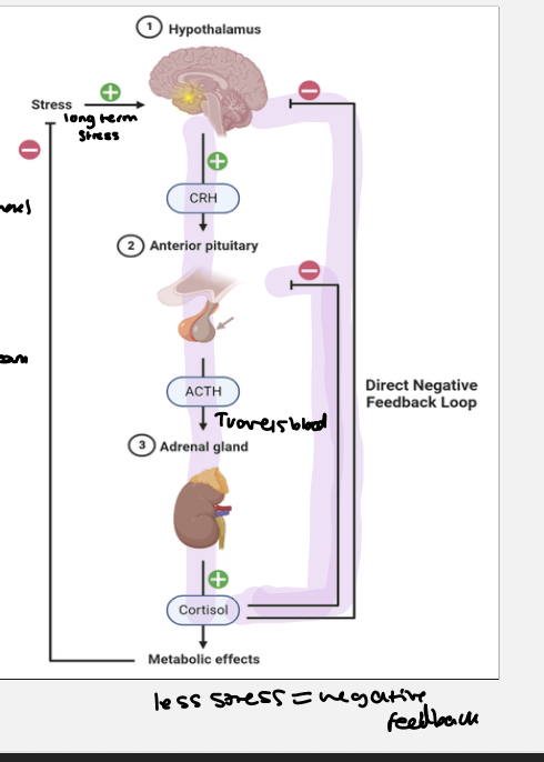 <p>linked to circadian rhythm </p><p><span><span>• Early morning CRH ( corticotropin - releasing - hormone)  released<br>• Stimulates ACTH ( adrenocorticotropic hormones)  from the anterior pituitary<br>• ACTH stimulates adrenal glands (on top of kidney)<br>• Adrenal gland releases Corticosteroid hormones (mainly<br>Cortisol)<br>• Cortisol causes increased glucose, protein and lipid<br>availability in stressful situations, providing more nutrients<br>for energy<br>• When cortisol levels rise during the morning, cortisol<br>inhibits CRH and ACTH<br>• Cortisol levels fall slowly, cycle repeats<br>• This negative feedback loop is known as the Hypothalamic-<br>Pituitary-Axis (HPA)</span></span></p><p></p>