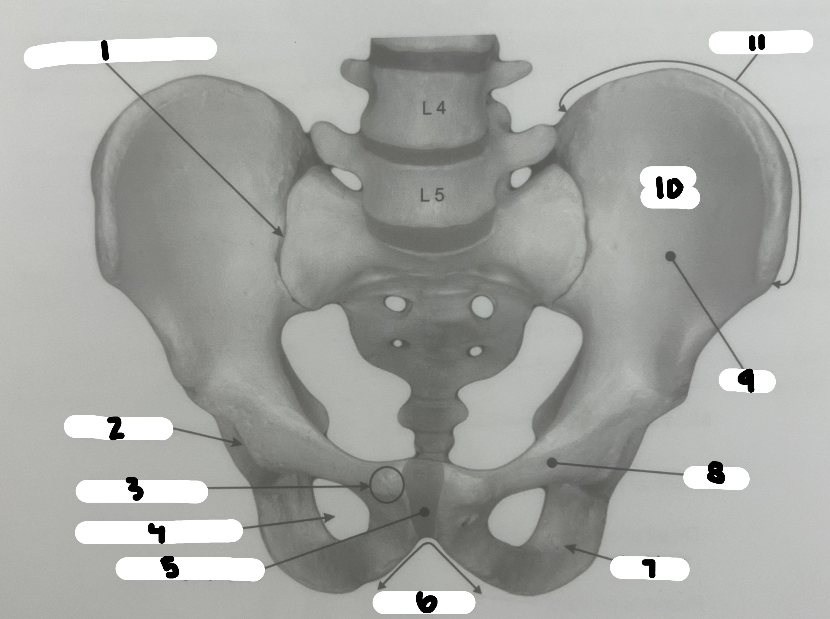<p>What’s the name of the structure labeled #1?</p>