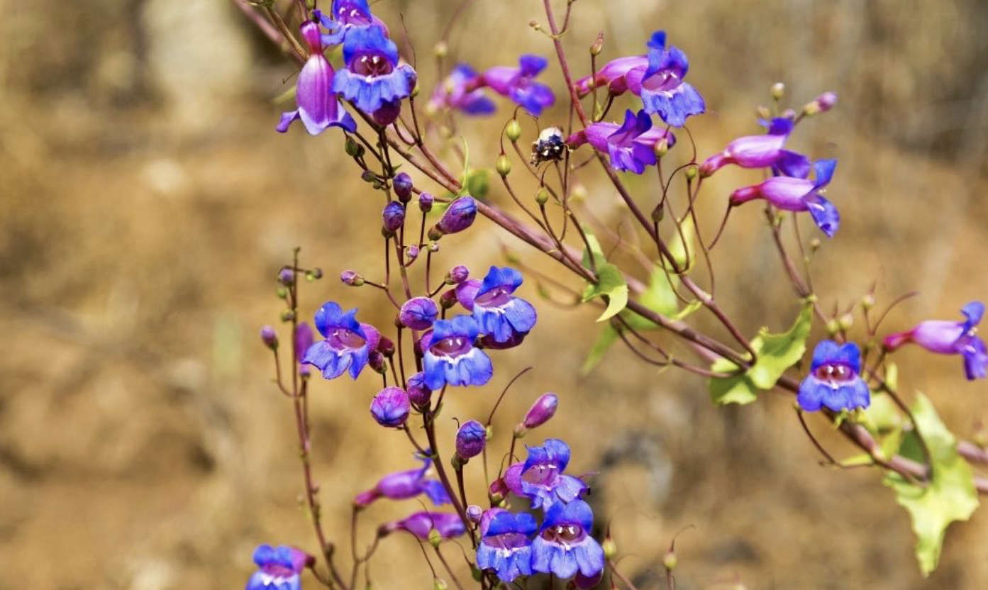 Flower 239