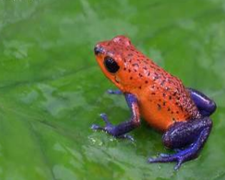 <p>Dendrobates pumilio</p>