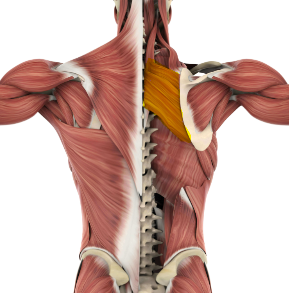 <p>What are the&nbsp;<span style="color: rgb(255, 160, 0);">insertions</span> of the rhomboids?</p>