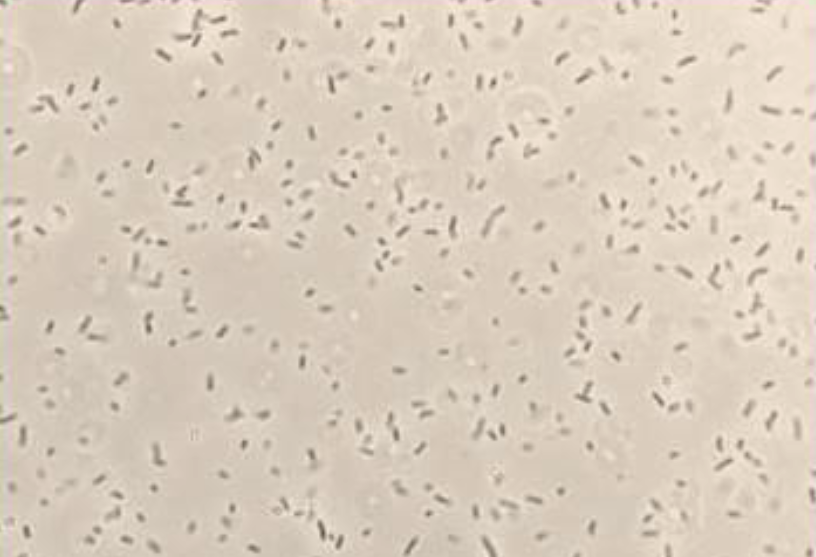<p>What would you rate this bacteria?</p>