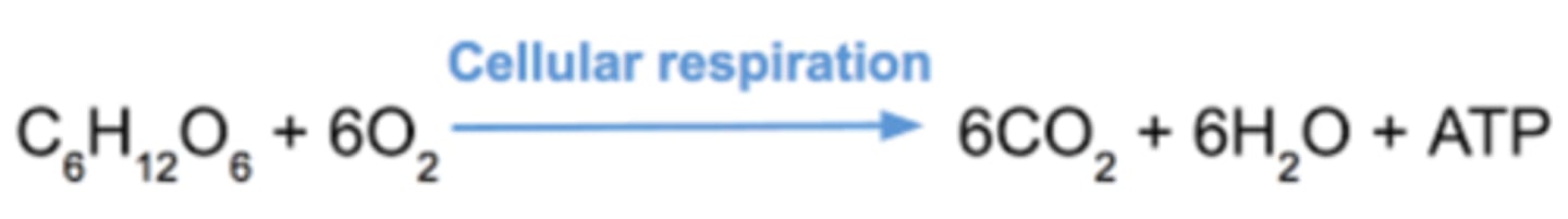 <p>C6H12O6 + 6O2 → 6CO2 + 6H20 + ATP</p>
