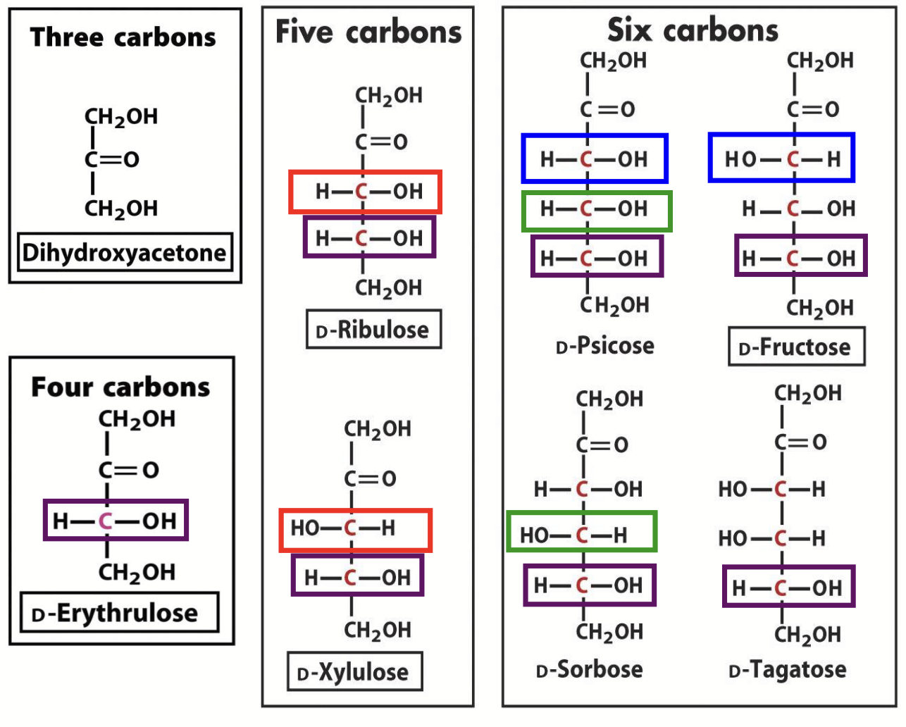 <p>Every time a C atom is added, the number of isomers <strong>doubles</strong>. This is why there are so many different simple sugars!</p><p>1 less chiral centre than aldose.</p>