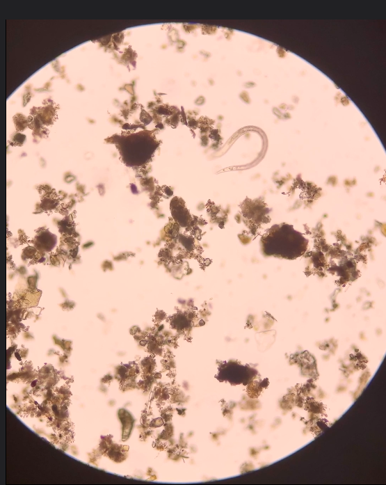 <p>Phylum?<br>Symmetry? Tissue type?<br>Cavity?<br><br>identity?</p>