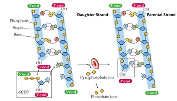 <p>Catalyzes the addition of dNTPs to the 3’-OH of the growing daughter cell</p><p>Synthesizes DNA in the 5’ → 3’ direction only</p>
