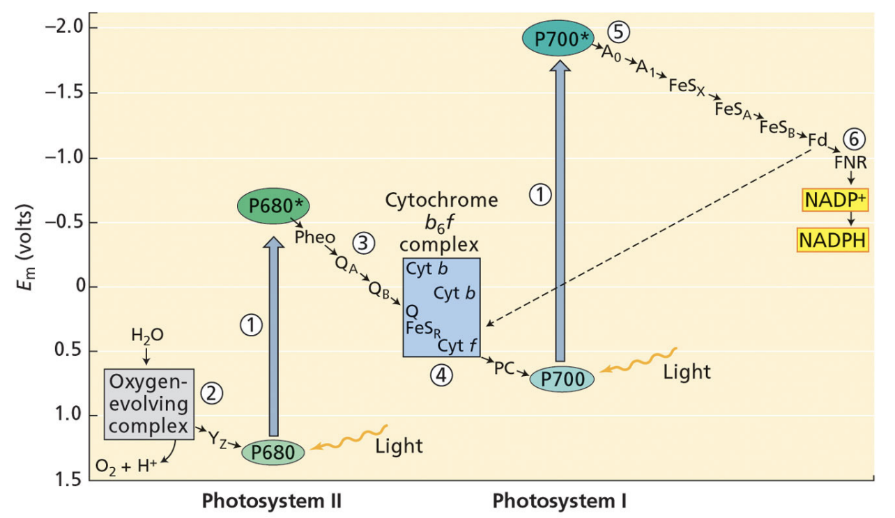 <p>chloroplast can redirect electrons from ferredoxin to cyt b6f to make more ATP rather than making more NADPH</p>