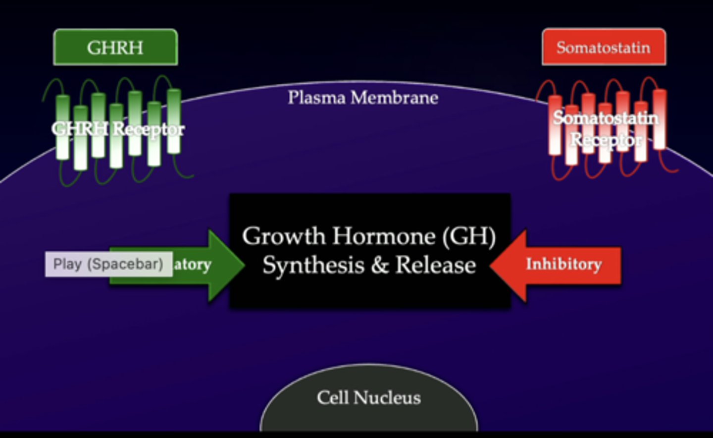 <p>peptide hormones have to interact with the cell surface plasma membrane receptors so...</p>