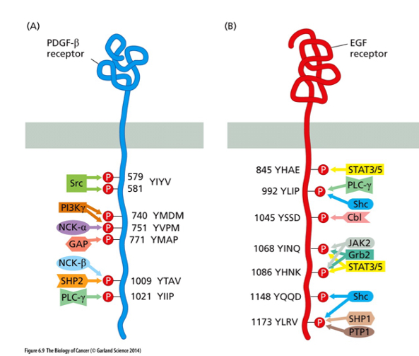 <p>How do proteins recognize the amino acid sequence next to the tyrosine?</p>