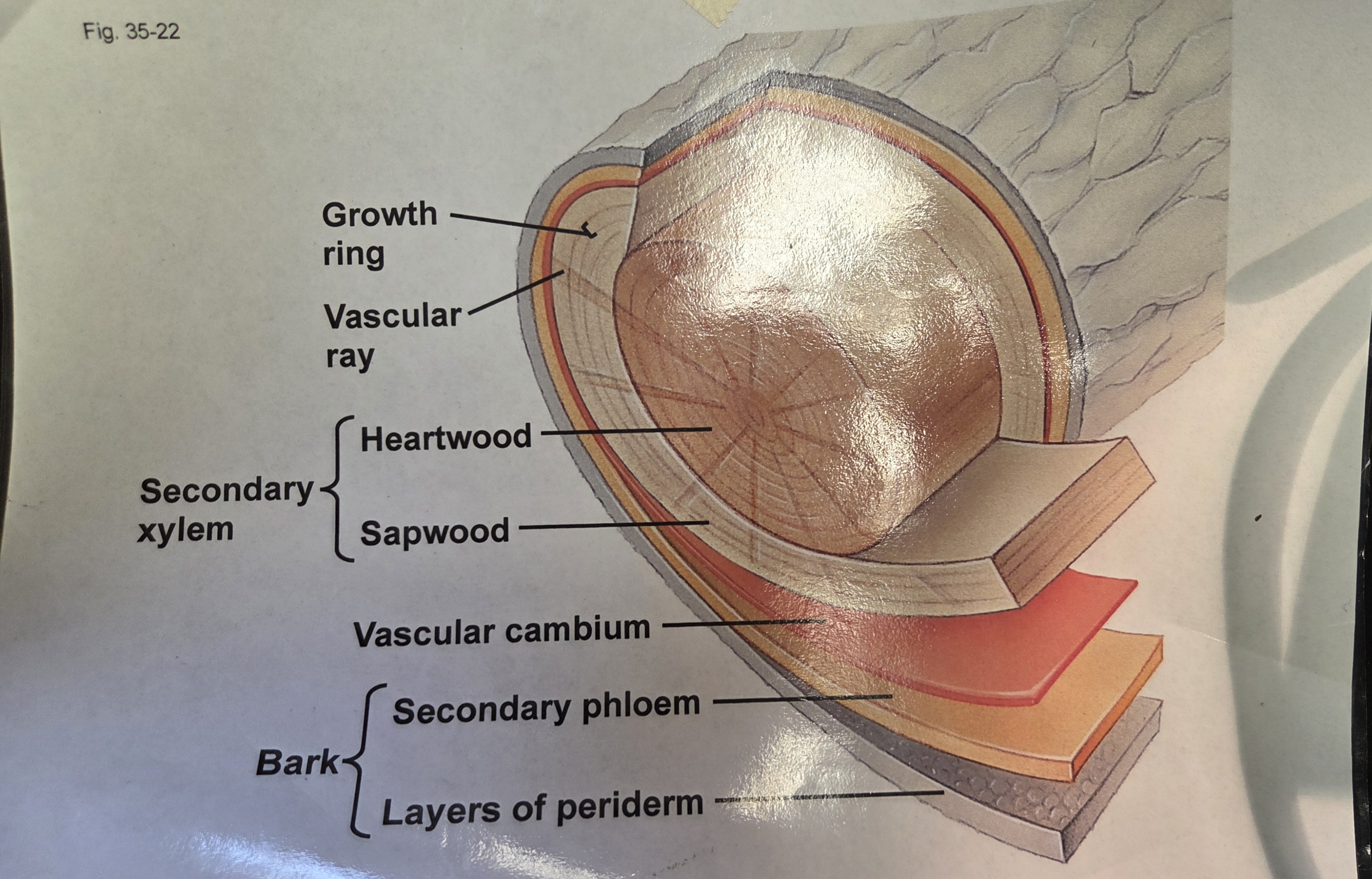 <p>What does sapwood consist of?</p>