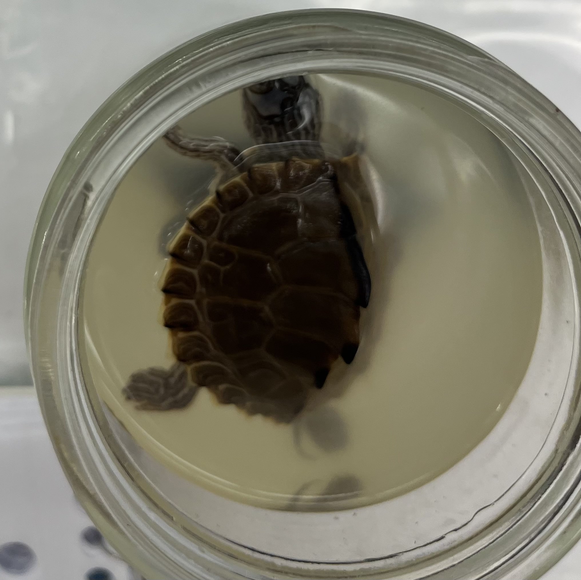 <ul><li><p>light brown shell</p></li><li><p>very small</p></li><li><p>very spikey ridge down back</p></li><li><p>spikes are darker</p></li><li><p>small lines on limbs</p></li><li><p>2 rectangles on head and lines</p></li></ul><p></p>