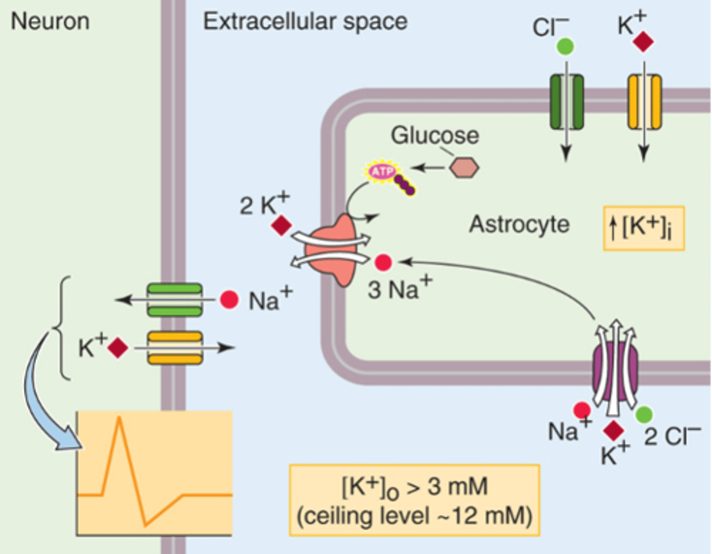 <p>Increases in extracellular K+ affect what?</p>
