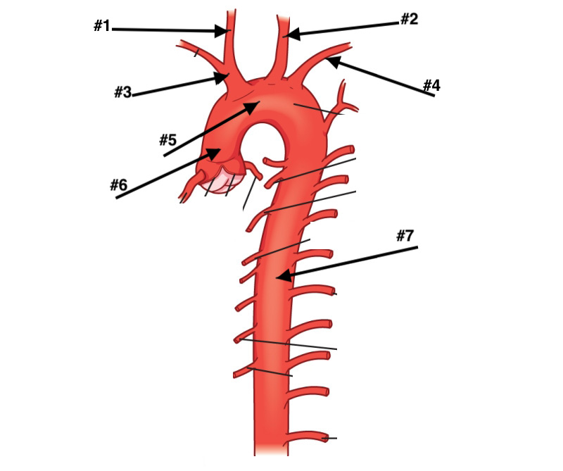 <p>#1 ,2,3,4,,5,6,7</p>