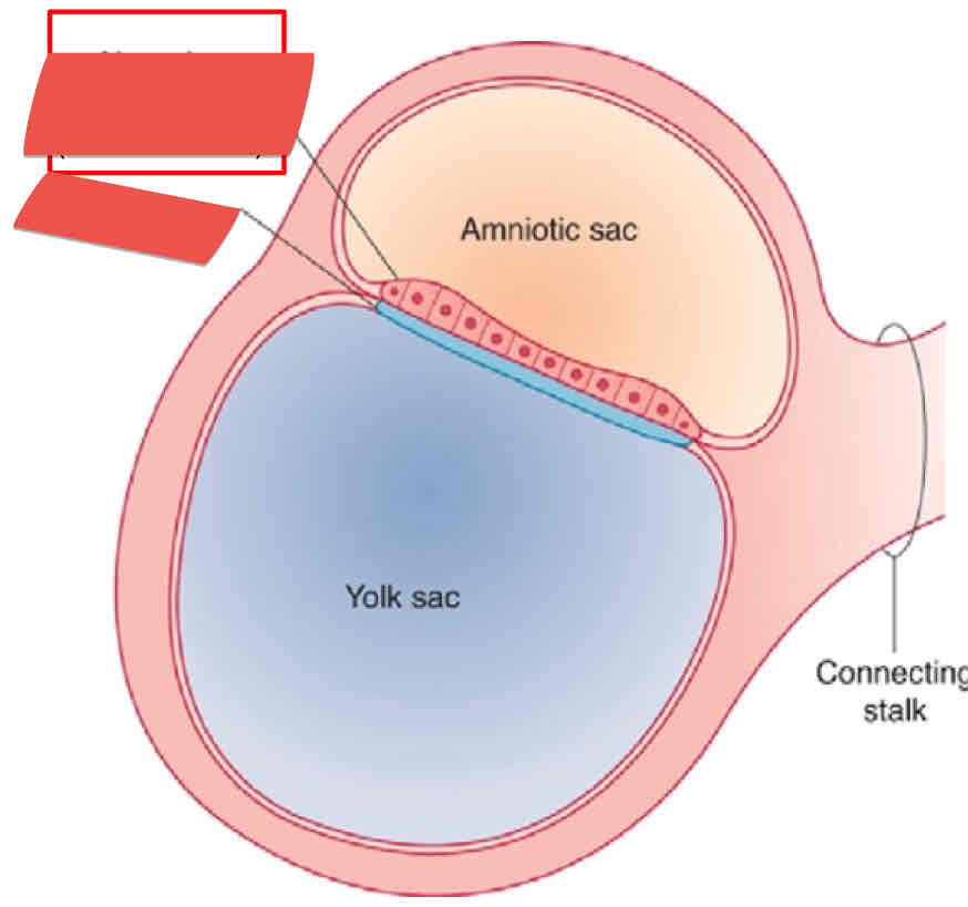 <p>What is the red structure in the amniotic sac? Is it apart of the endoderm or ectoderm?</p>