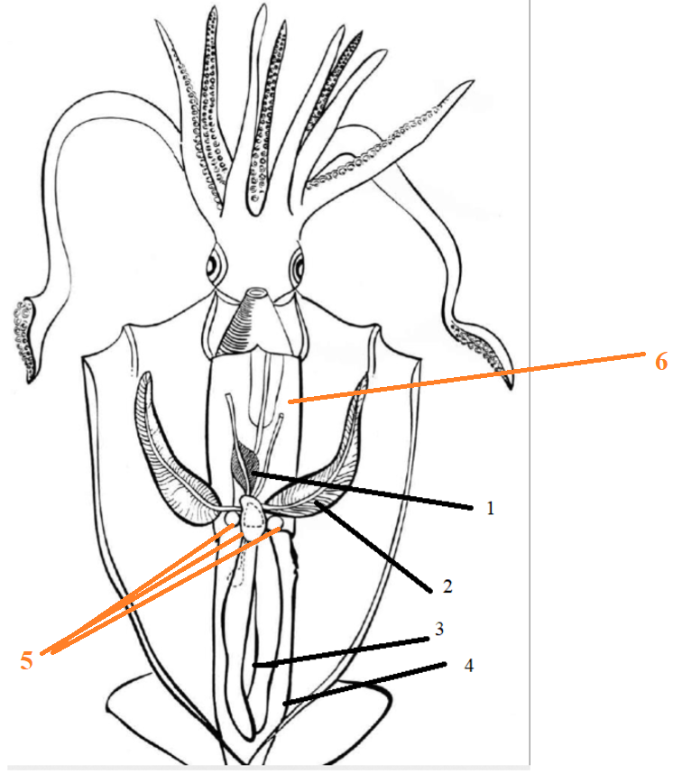 <p>Phylum?Class?<br>1/2/3/4/5/6/</p>