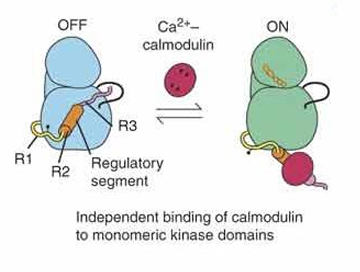 <p>off wordt door Ca2+ die aan calmodulin bindt omgezet in CaMK2 » </p>