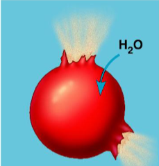 <p>animal cells in a hypotonic solution, examples</p>
