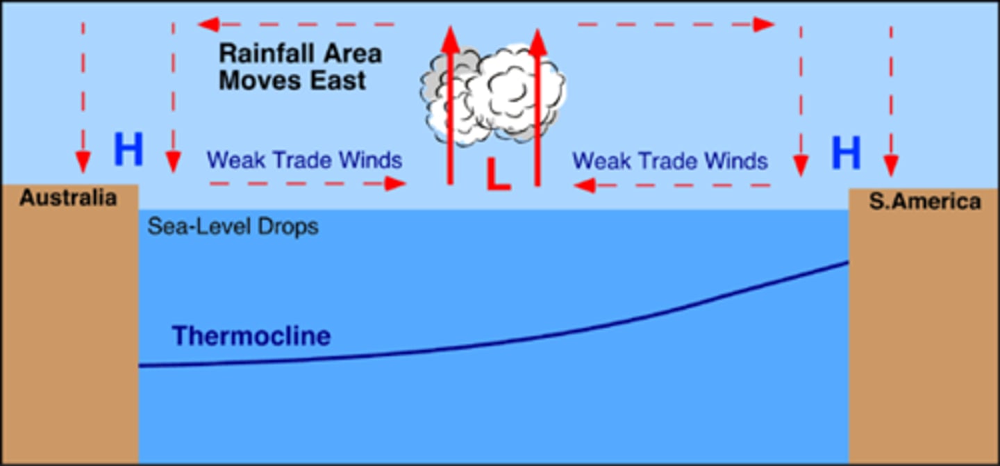 <p>large-scale weather phenomenon occurs every few years when prevailing winds in the tropical Pacific Ocean weaken and change direction</p><p>o Above-average warming of Pacific waters affects populations of marine species by changing the distribution of plant nutrients, hurting fishing industry</p><p>o Low nutrients, low dissolved oxygen (in South America, but in Australia during La Niña)</p><p>o Severe flooding, storms, drought, mudslides, $ damage, human health hazards (dehydration, diarrhea, zoonotic diseases [lyme, Hanta])</p>