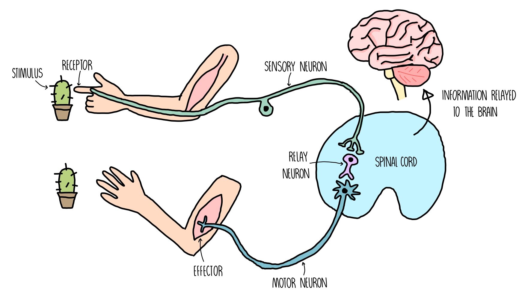 <p>Receptors are cells or tissues that can detect stimuli whereas effectors are glands or muscles that initiates a response after receiving the information (which is the stimuli) from the control centre.</p>
