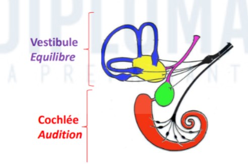 <ul><li><p>dans la base du crâne dans le rocher (partie pétreuse de l&apos;os temporal)</p></li><li><p>cochlée (limaçon, organe de Corti) = organe récepteur et de l&apos;audition duquel va partir le nerf VIIIc → entrer ds tronc cérébral</p></li><li><p>vestibule : rôle ds équilibre + positionnement dans l&apos;espace + part le contingent vestibulaire de la VIIIe paire crânienne</p></li><li><p>3 canaux semi circulaires → détection des mvmts de rotation de la tête/saccule/utricule = organes sensibles aux mvmts d&apos;accélération de la tête</p></li></ul>