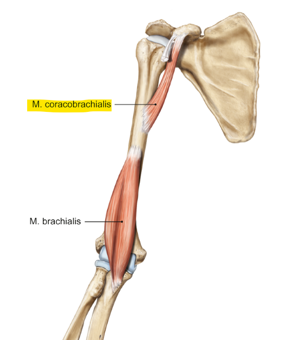 <p>m. coracobrachialis</p><p>loopt van de processus coracoideus tot de humerus</p><p>functie = mediale rotatie, adductie en anteversie van de schouder</p>