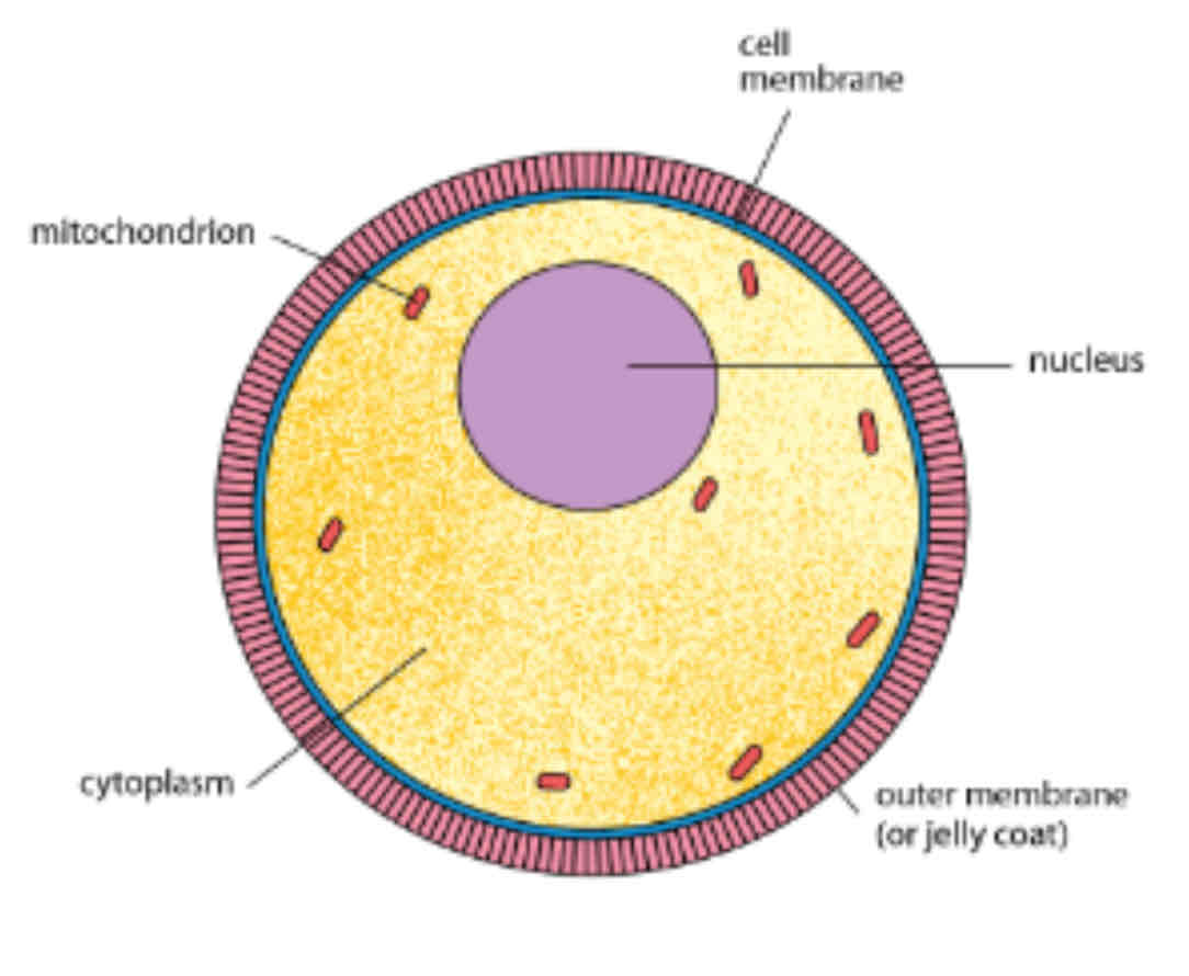 <ul><li><p>Female gamete</p></li><li><p>fixed number at birth</p></li><li><p>70 000 potential egg cells about 500 ever become mature within 2 ovaries</p></li><li><p>1 mature egg released every month from time of physical maturity until 45 -55 years old</p></li></ul>