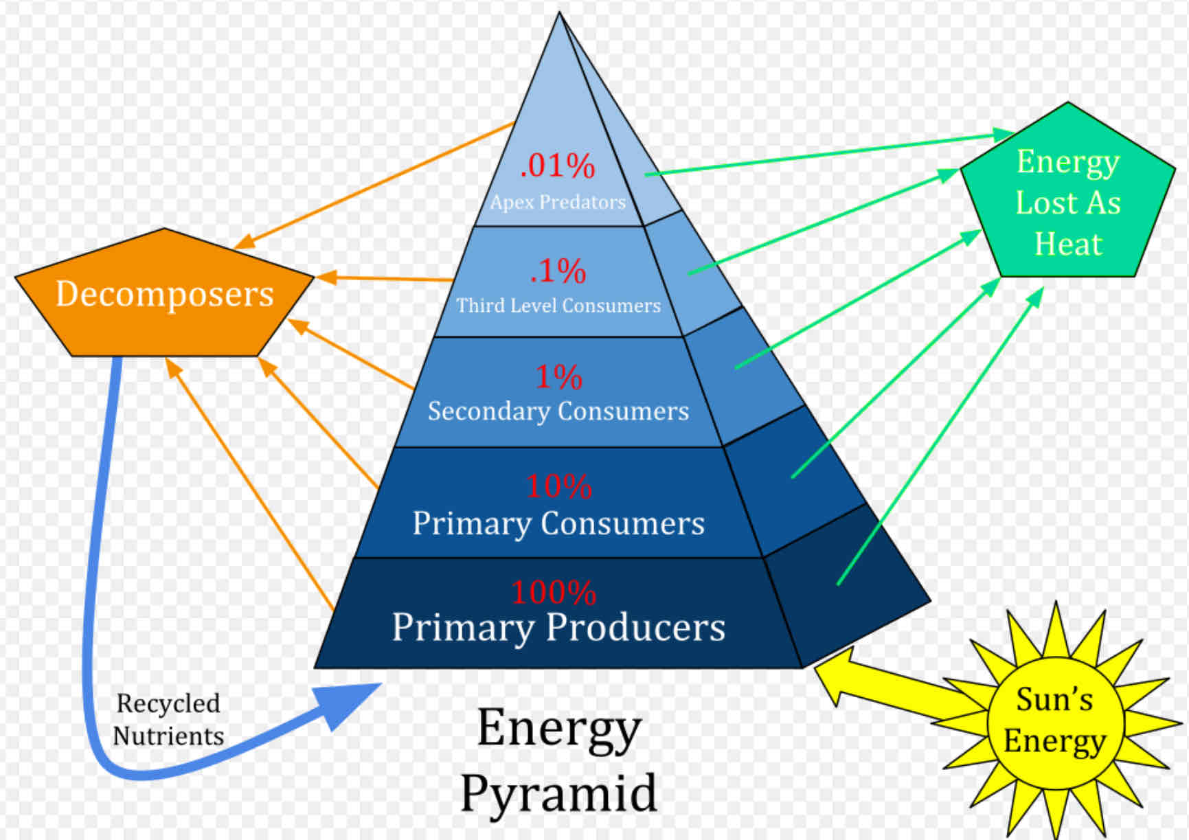 <p>= pyramid of numbers </p><p>= pyramid of biomass</p><p>= pyramid of productivity </p>