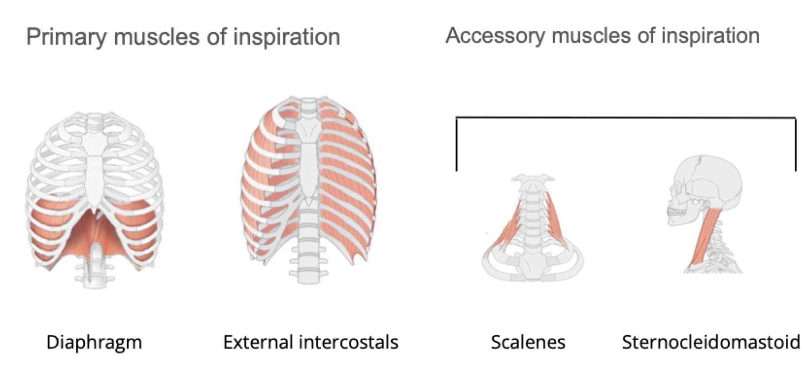 <p><strong>Primary muscles of inspiration</strong>: Diaphragm, External intercostals</p><p><strong>Accessory muscles of inspiration</strong>: Scalenes, Sternocleidomastoid</p>