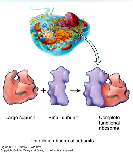 <p>Ribosome </p>