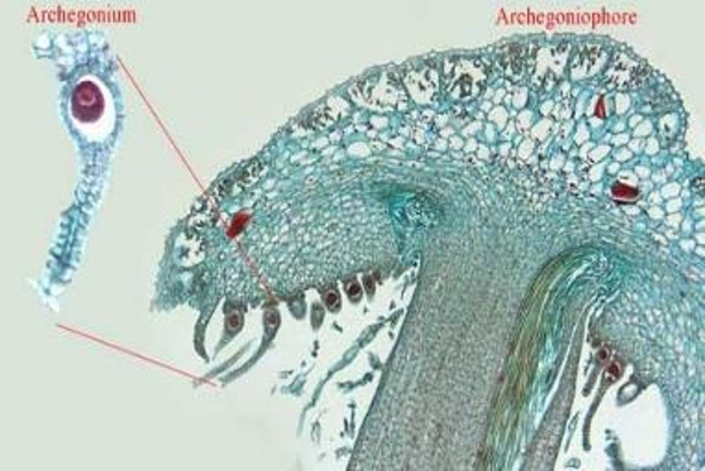 <p>Male liverworts have antheridiophores that house antheridia, while female liverworts have archegoniophores that house archegonia.</p>