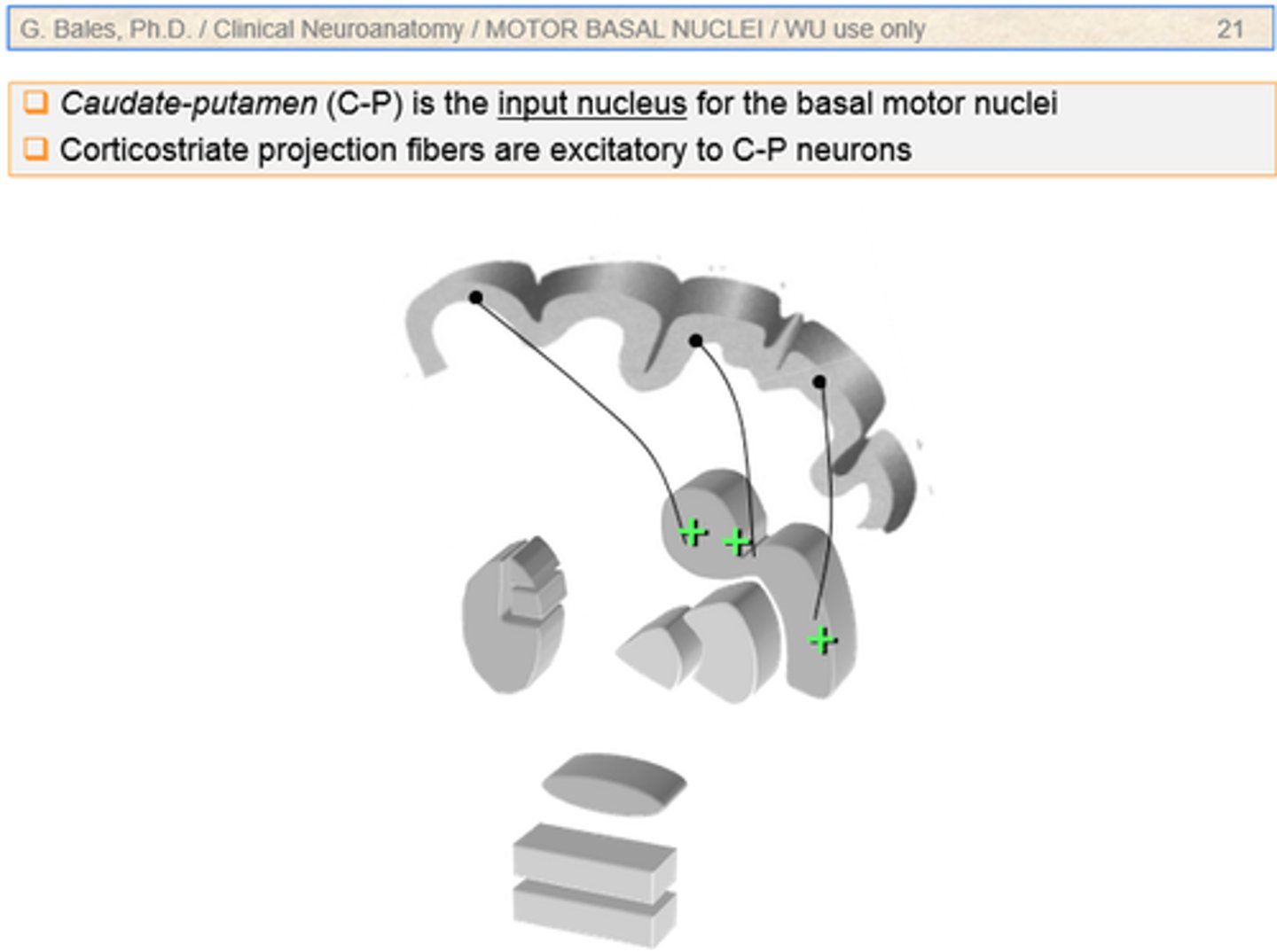 <p>Originate all 4 lobes</p><p>Terminate in striatum (caudate, putamen)</p>