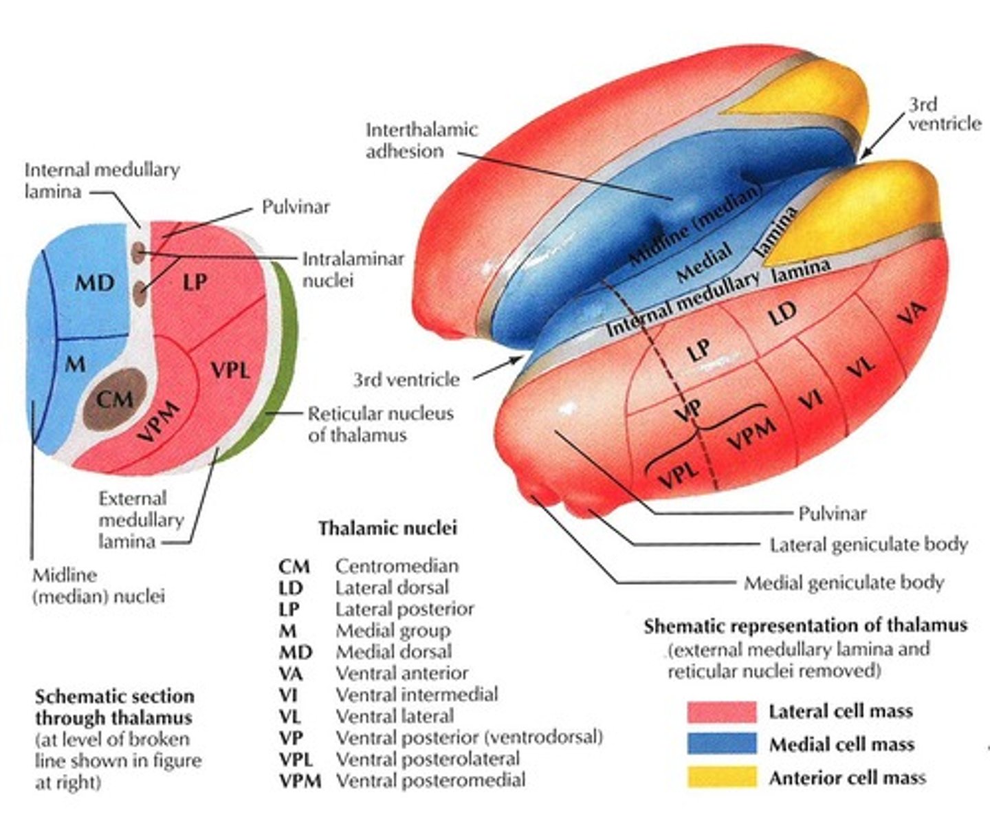<p>It is located in the midline of the forebrain above the hypothalamus.</p>