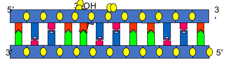 <p>In vivo = organism</p><ul><li><p>DNA polymerase</p></li><li><p>DNTPs</p></li><li><p>Template DNA</p></li><li><p>Primer</p></li></ul><p></p>