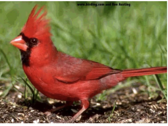 <p>what bird is this </p>