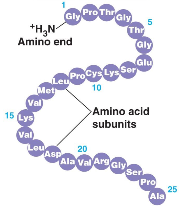 <p>What is the primary structure of protein?</p>