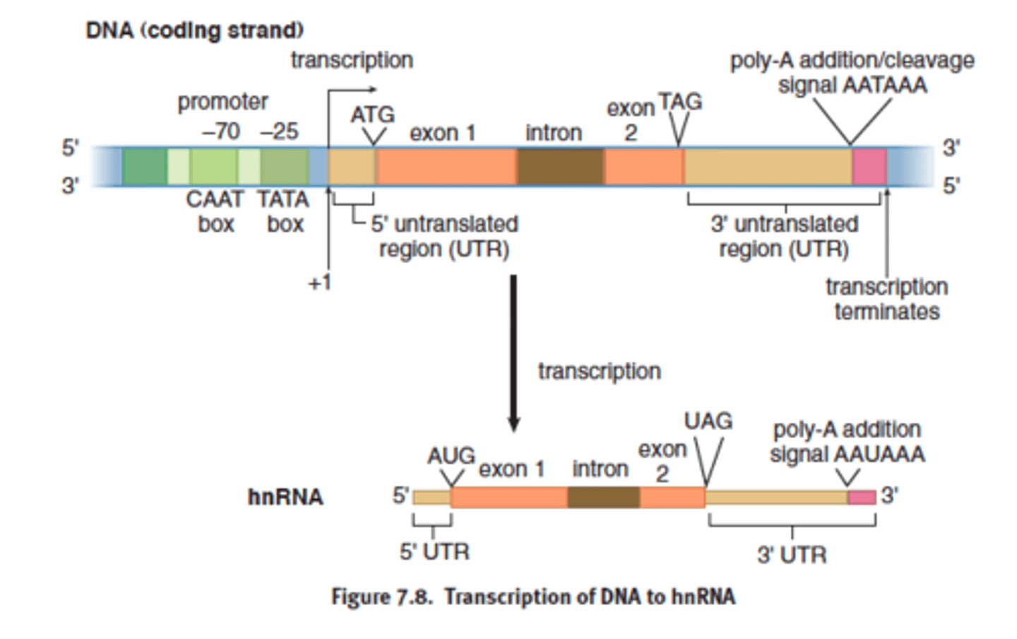 <p>- preprocessed mRNA</p><p>Heterogeneous nuclear RNA; the primary transcript made in eukaryotes before splicing.</p><p>- primary transcript formed</p><p>- mRNA derived from hnRNA via post transcriptional modification</p>