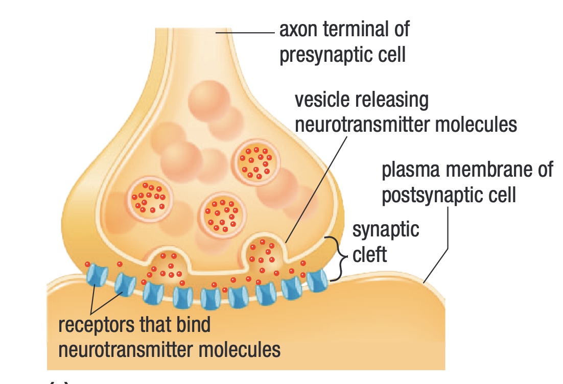 <p>synaptic cleft</p>