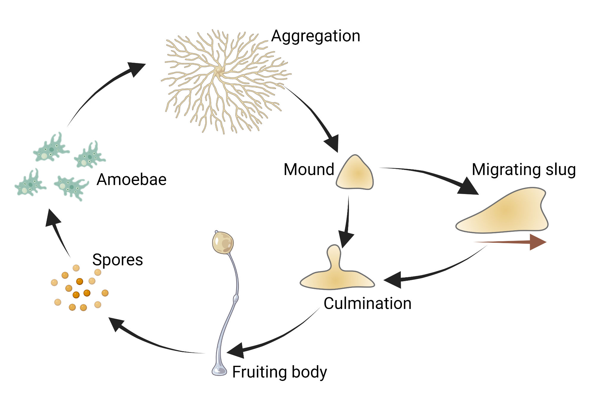 <ol><li><p>Growth —> aggregation (splat looking)</p></li><li><p>Mound</p></li><li><p>Finger</p></li><li><p>Slug</p></li><li><p>Fruiting body</p></li><li><p>Spores (—> amoeba)</p></li></ol><p></p>