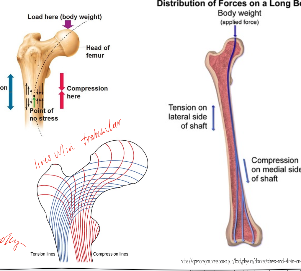 <p>can vary with the lines of force that act upon it, ie can be stiff in one direction and more flexible in others, cortical bone haversian systems align along lines of force, and similarly trabeculae align along lines of force </p>