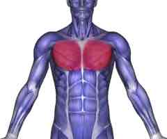 <p>Adducts and medially rotates the arm; flexes and extends humerus</p>